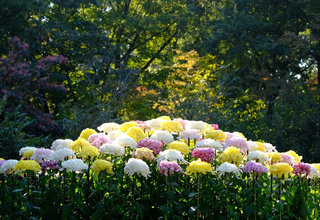 二の丸庭園