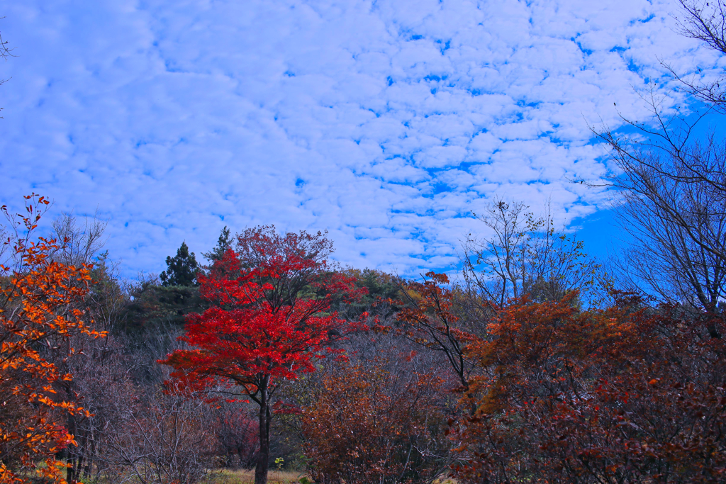 ある日の紅葉②