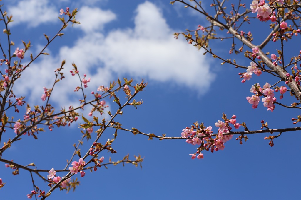 河津さくら②