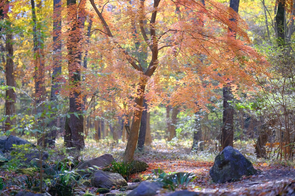 赤城自然園の紅葉①