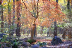 赤城自然園の紅葉①