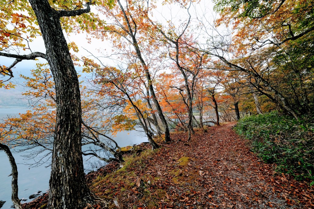 湖畔の散策路③