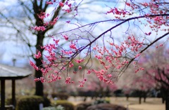 大室公園②