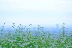 高原の蕎麦畑④