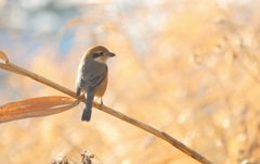 百舌鳥