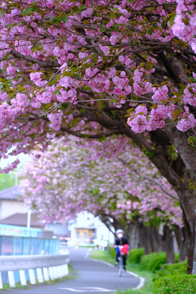 桜回廊②