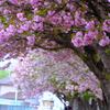 桜回廊②