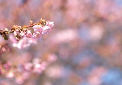 河津桜