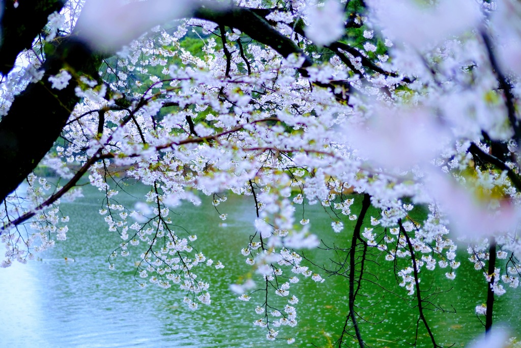 雨天の桜③