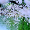 雨天の桜③