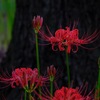 曼珠沙華④