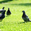 鳩日和
