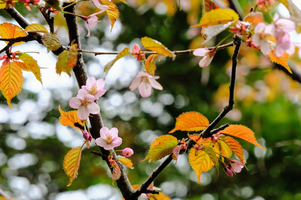 桜