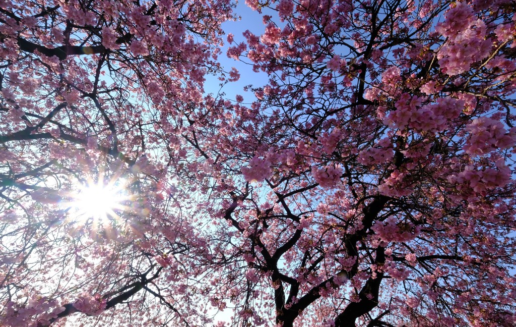照らされる桜