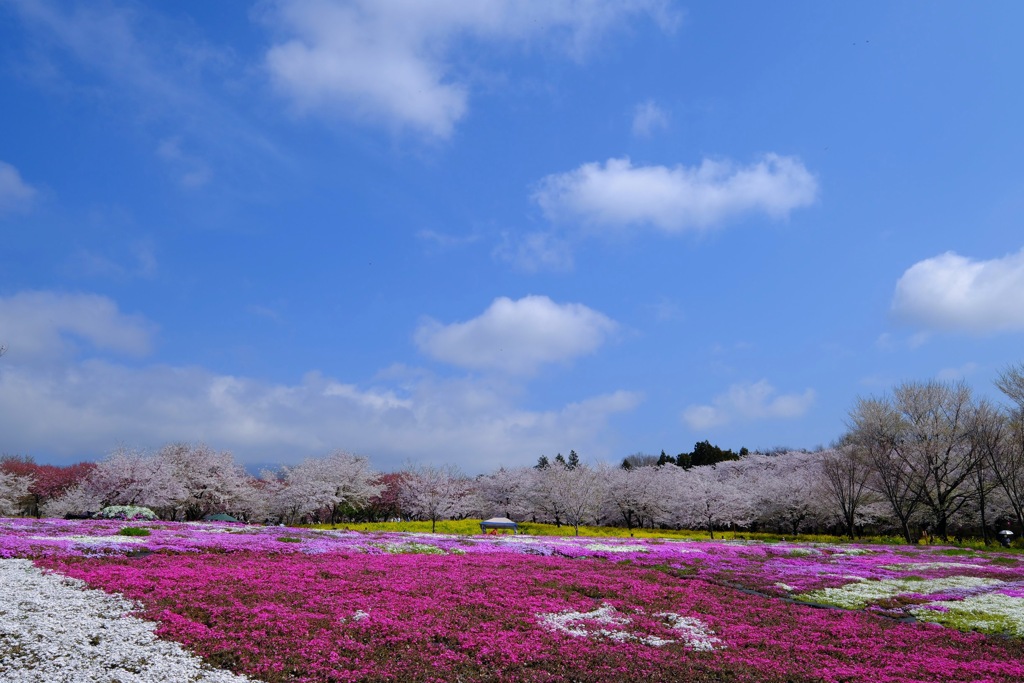 赤城南面千本桜②