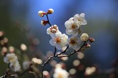 白梅①