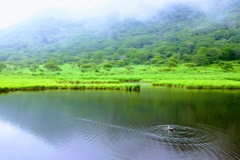 湿原の空気感②