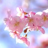 河津桜
