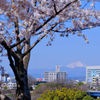 桜と浅間山