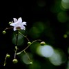 招きの華
