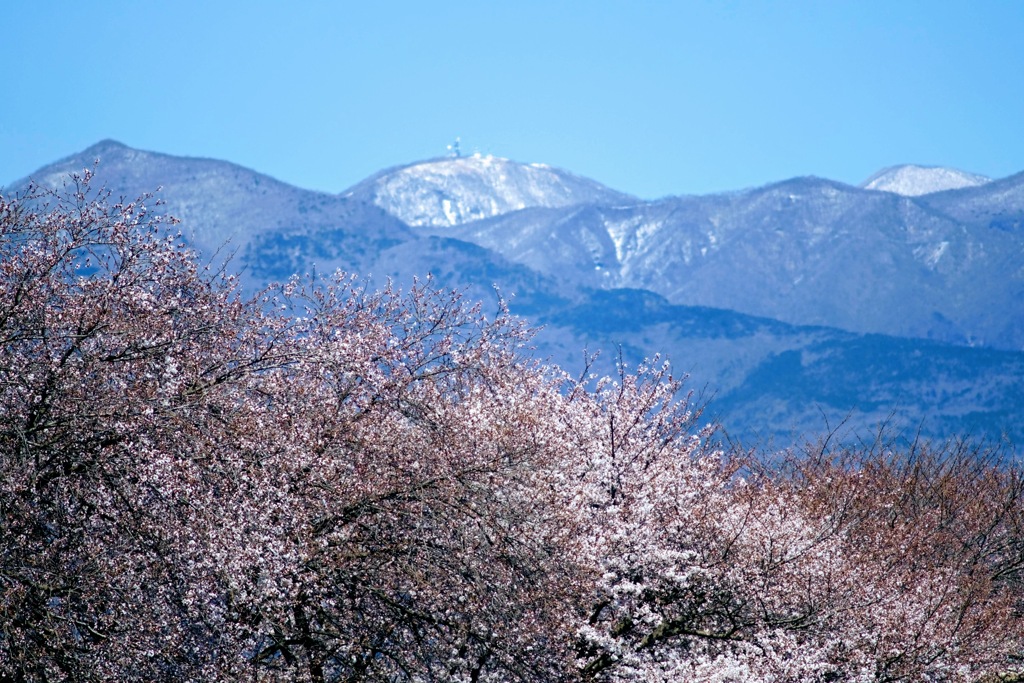 雪山と桜