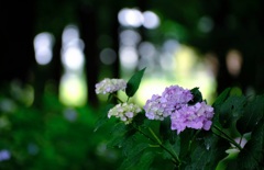 荻窪公園の紫陽花①