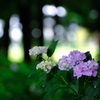 荻窪公園の紫陽花①