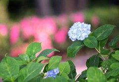 紫陽花②