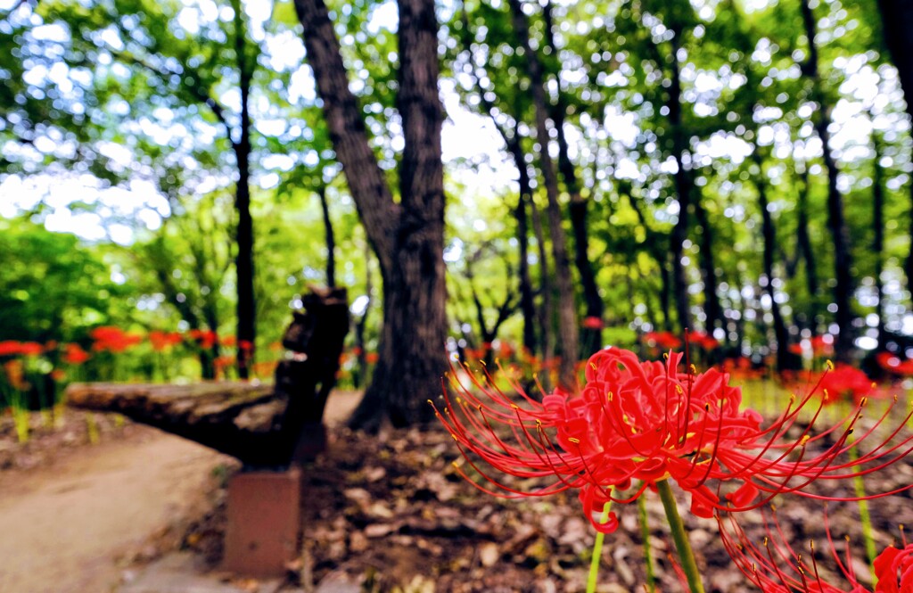 曼珠沙華②