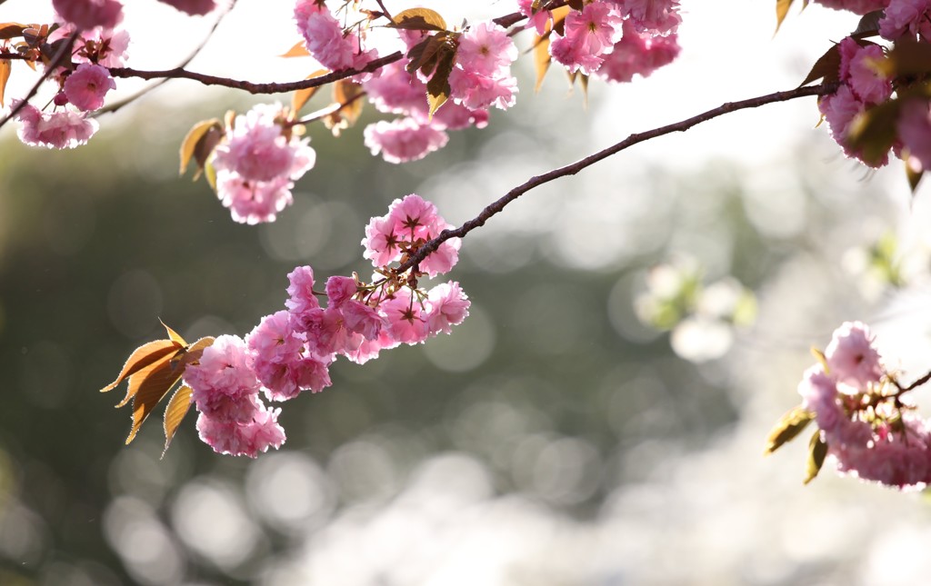 八重桜③