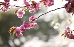 八重桜③