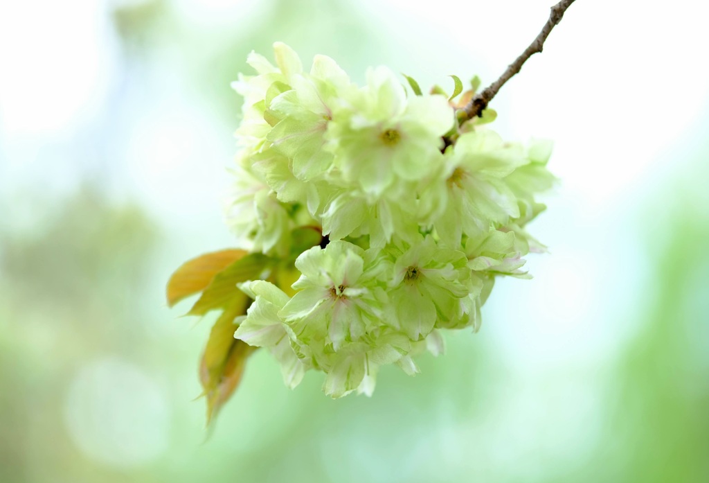 八重桜