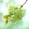 八重桜