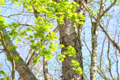 赤城山の新緑②