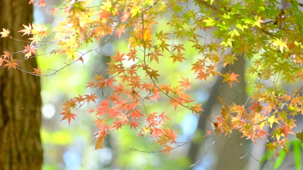 嶺公園の紅葉①