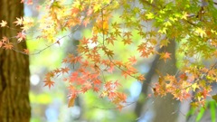 嶺公園の紅葉①