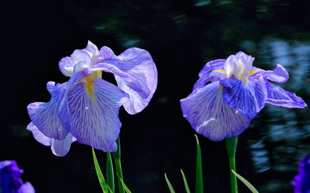 菖蒲②
