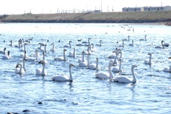 烏川の白鳥④