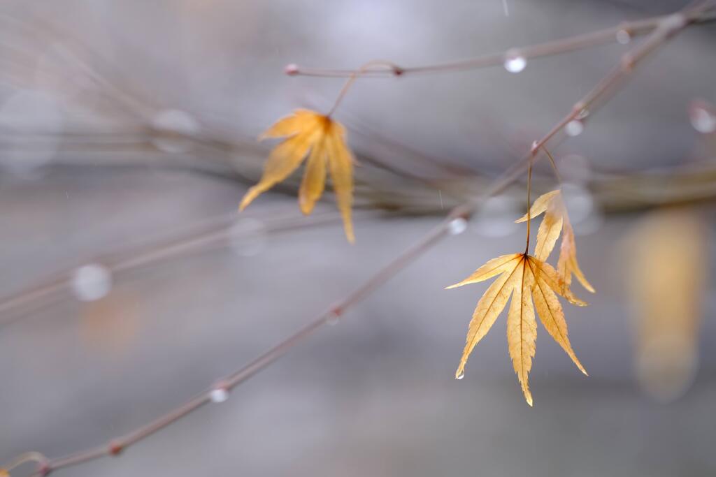 紅葉