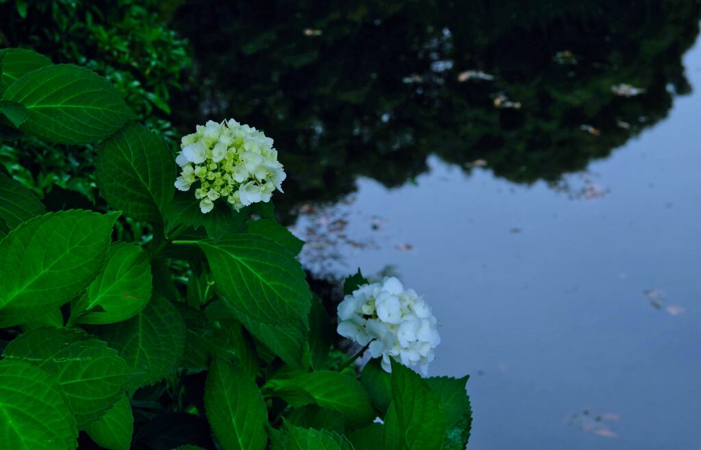 紫陽花②