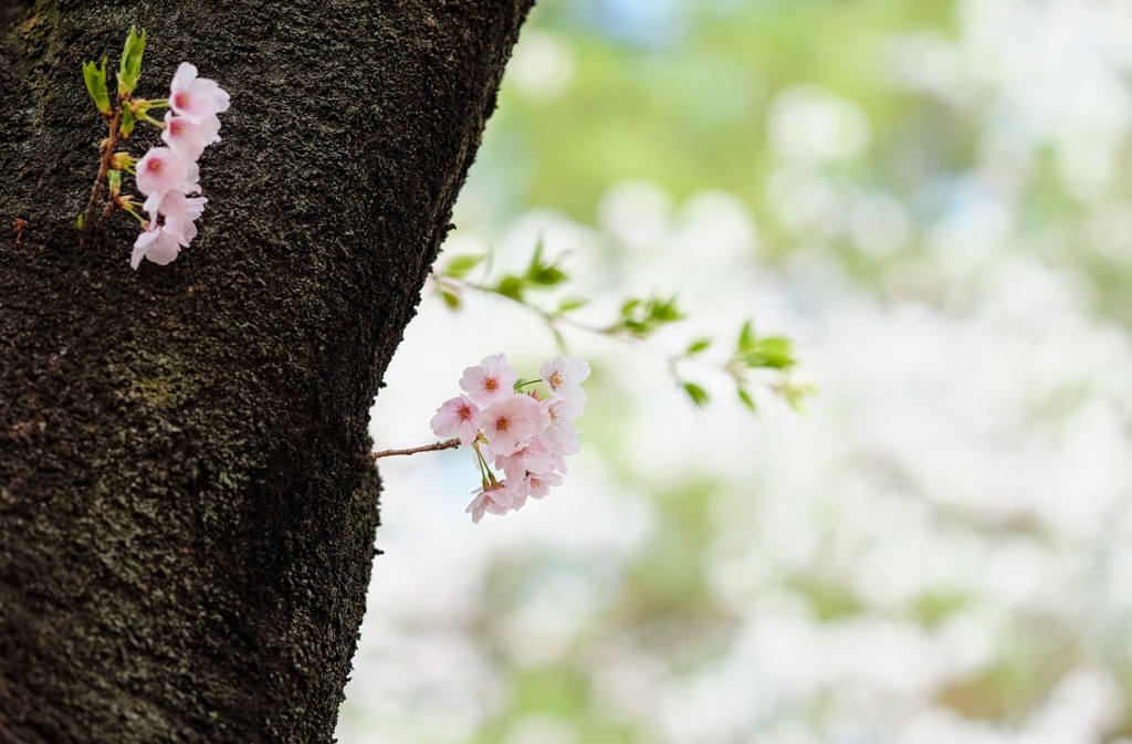 ファンタジック①