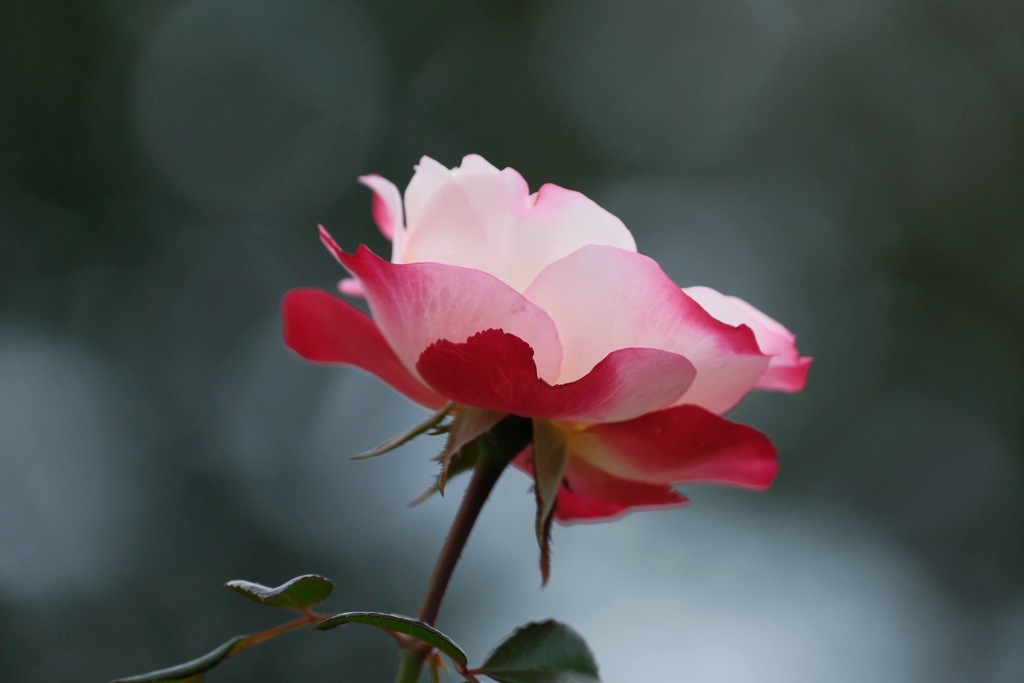 秋薔薇