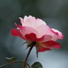 秋薔薇