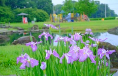 荻窪公園