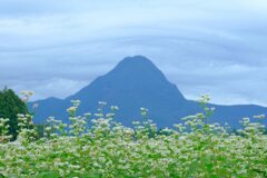 高原の蕎麦畑②