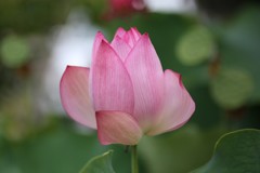 輝き