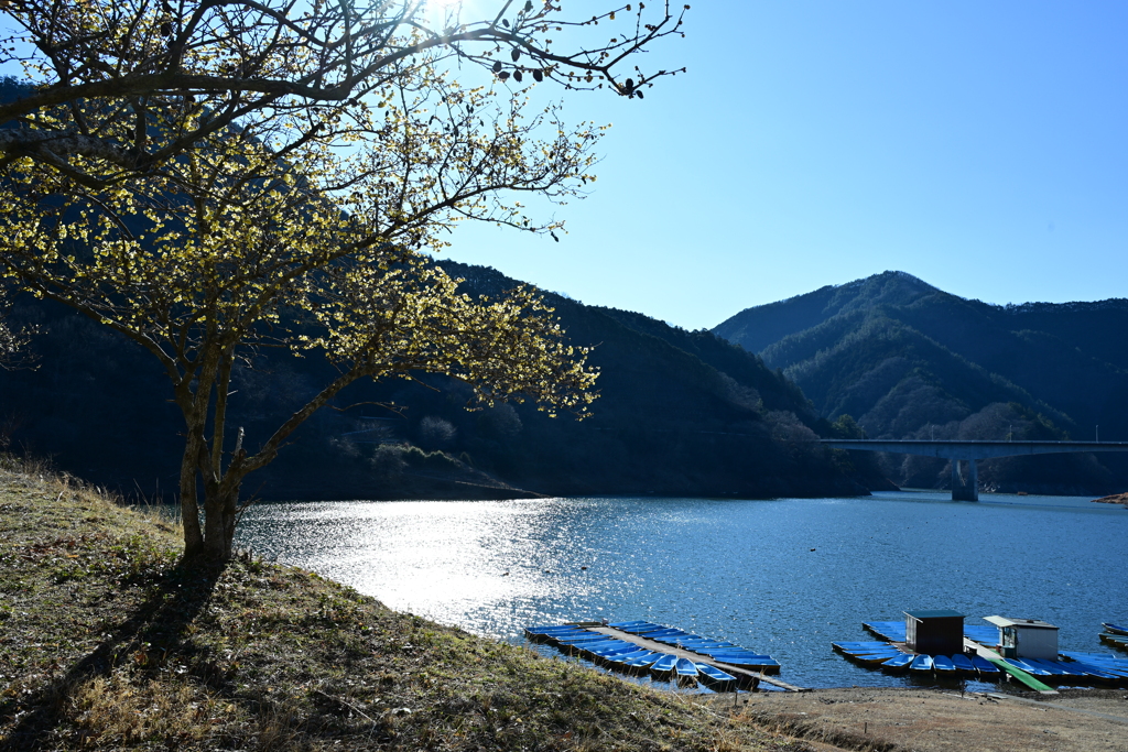 梅田ロウバイパーク④