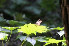 赤城自然園の蝶①