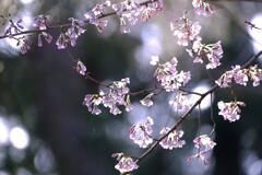 桜③