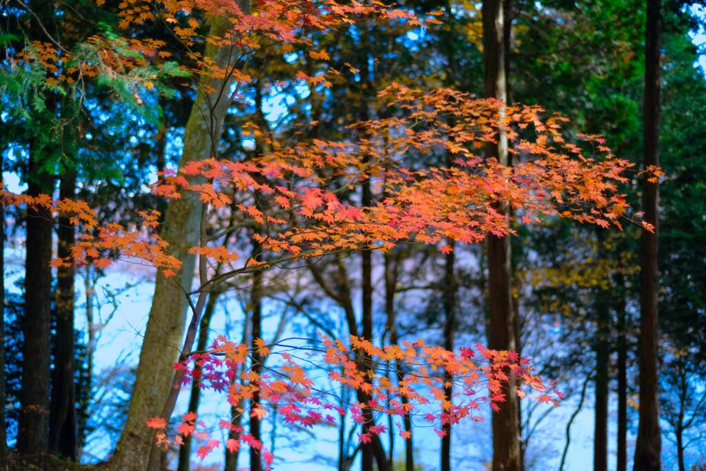 榛名の紅葉②